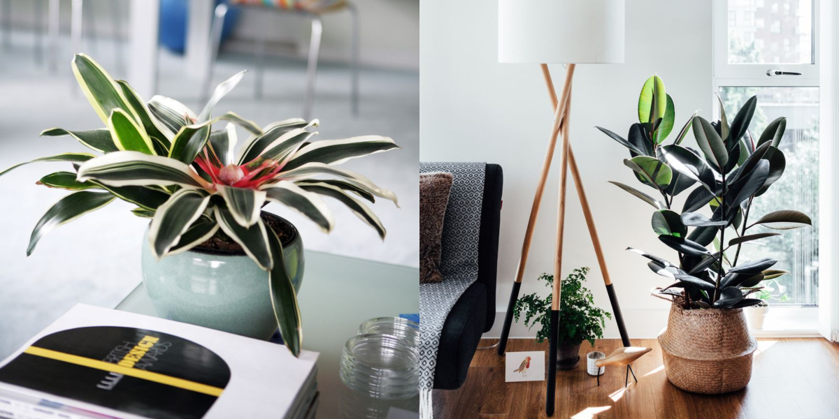 30 Best Indoor Plants Good Inside Plants For Small Space