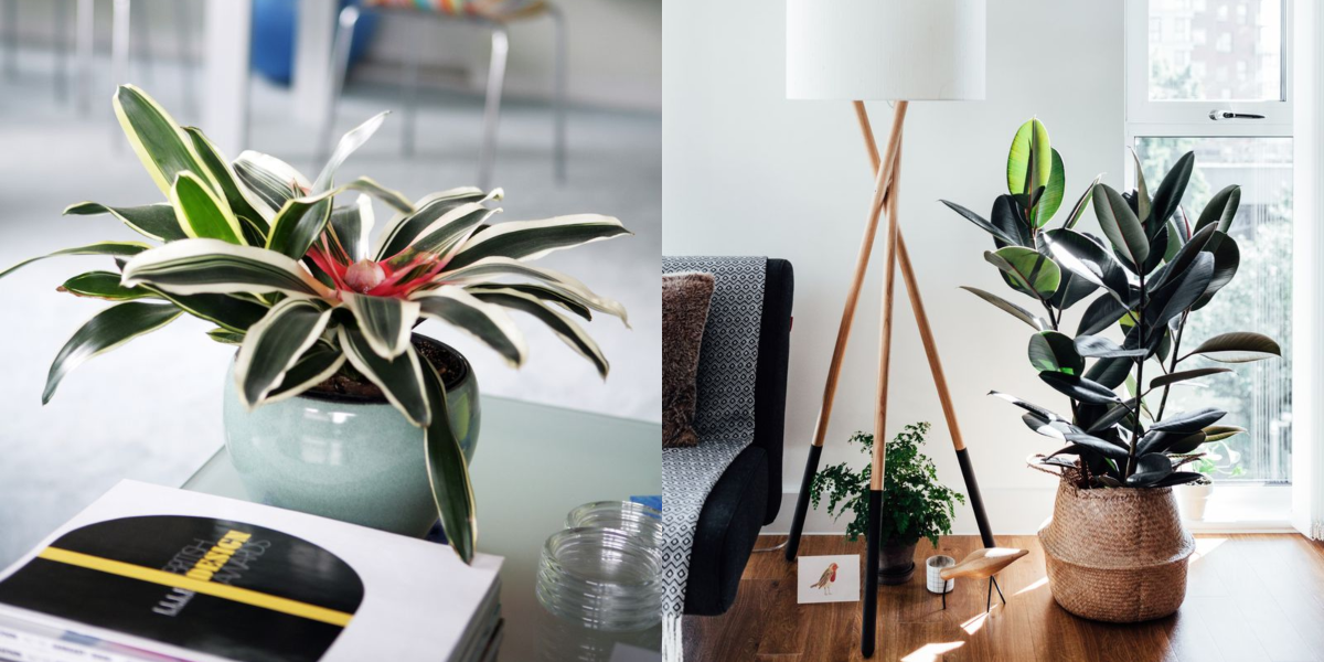 35 Best Indoor Plants  Good Inside Plants  for Small  Space 
