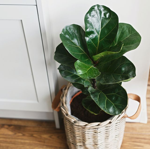25 Best Indoor Plants Easy Indoor Gardening Ideas