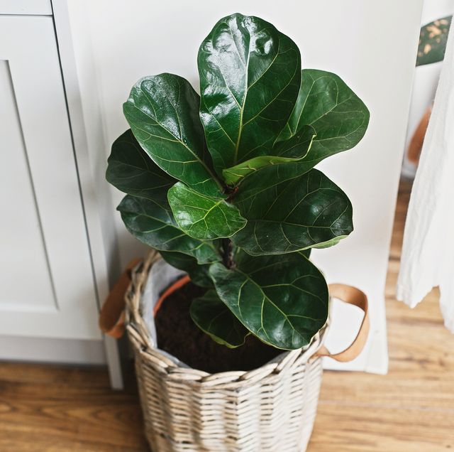 25 Best Indoor Plants Easy Indoor Gardening Ideas,Simple Valentine Cake Decorating Ideas