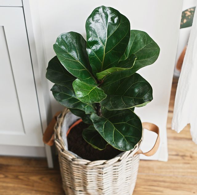 Strong indoor house plants