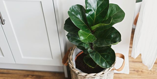 10 Of The Best Low Light Indoor Plants