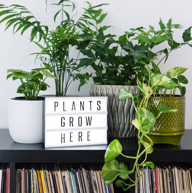 plants grow here sign with house plants on shelf