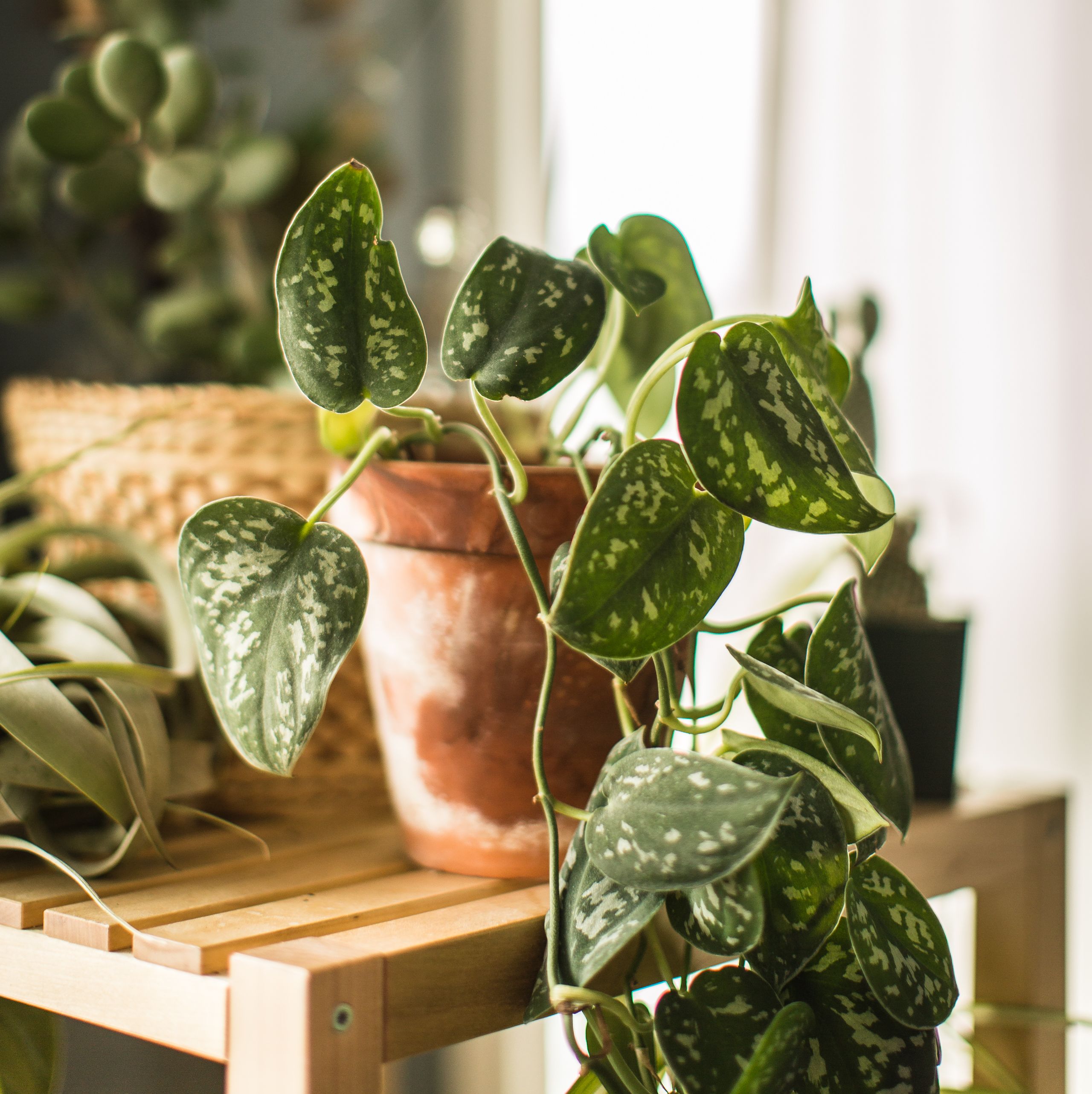 25 best indoor plants - low maintenance indoor plants to grow
