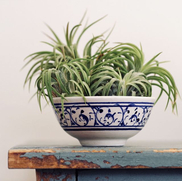 indoor air plants in a blue and white ceramic bowl on an old table