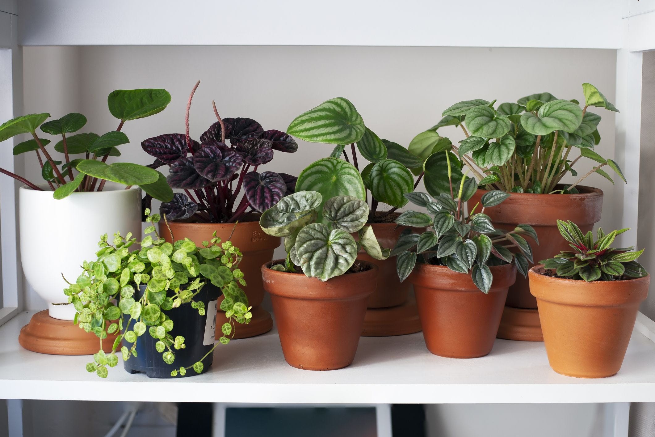 Brighten Every Room With These Favorite Houseplants