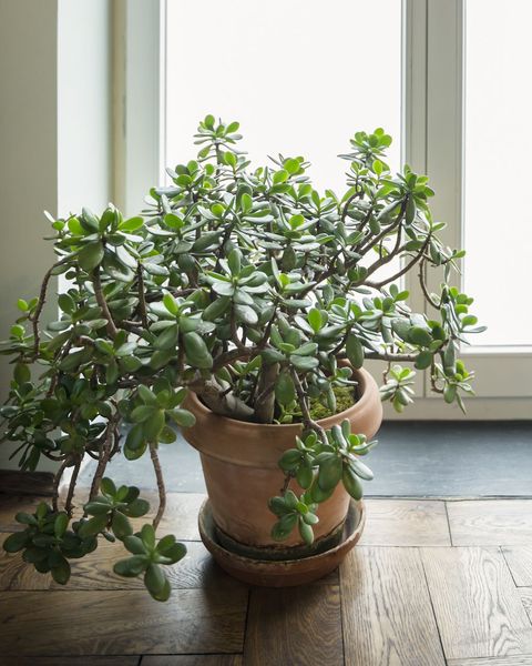 jade plant in terra cotta pot by glass door