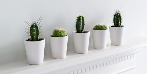 indoor-plants indoor plants