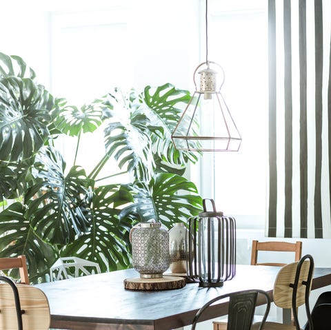 Best Tropical Indoor Plants Philodendron Monstera Pilea