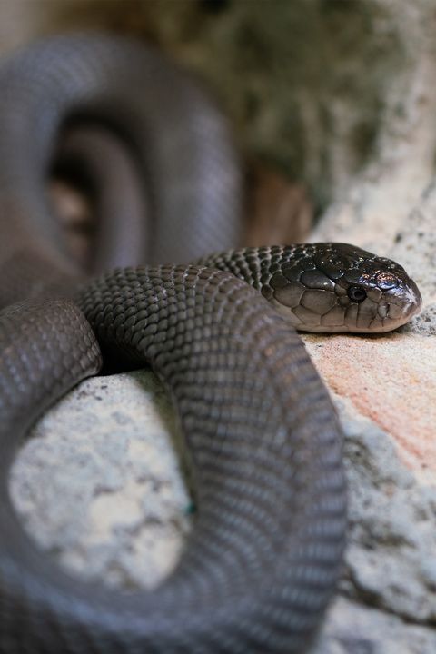 Close-up view of an Inland Taipan or Oxyuranus microlepidotus in Australia the most venomous snake in the world