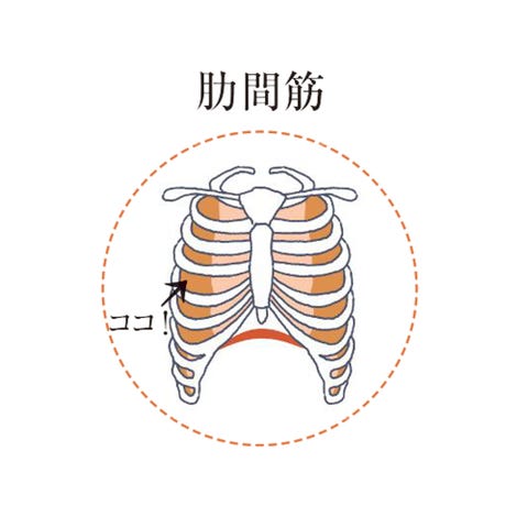 ３カ月で ぽっこりお腹 を引っ込める1日10分メソッド