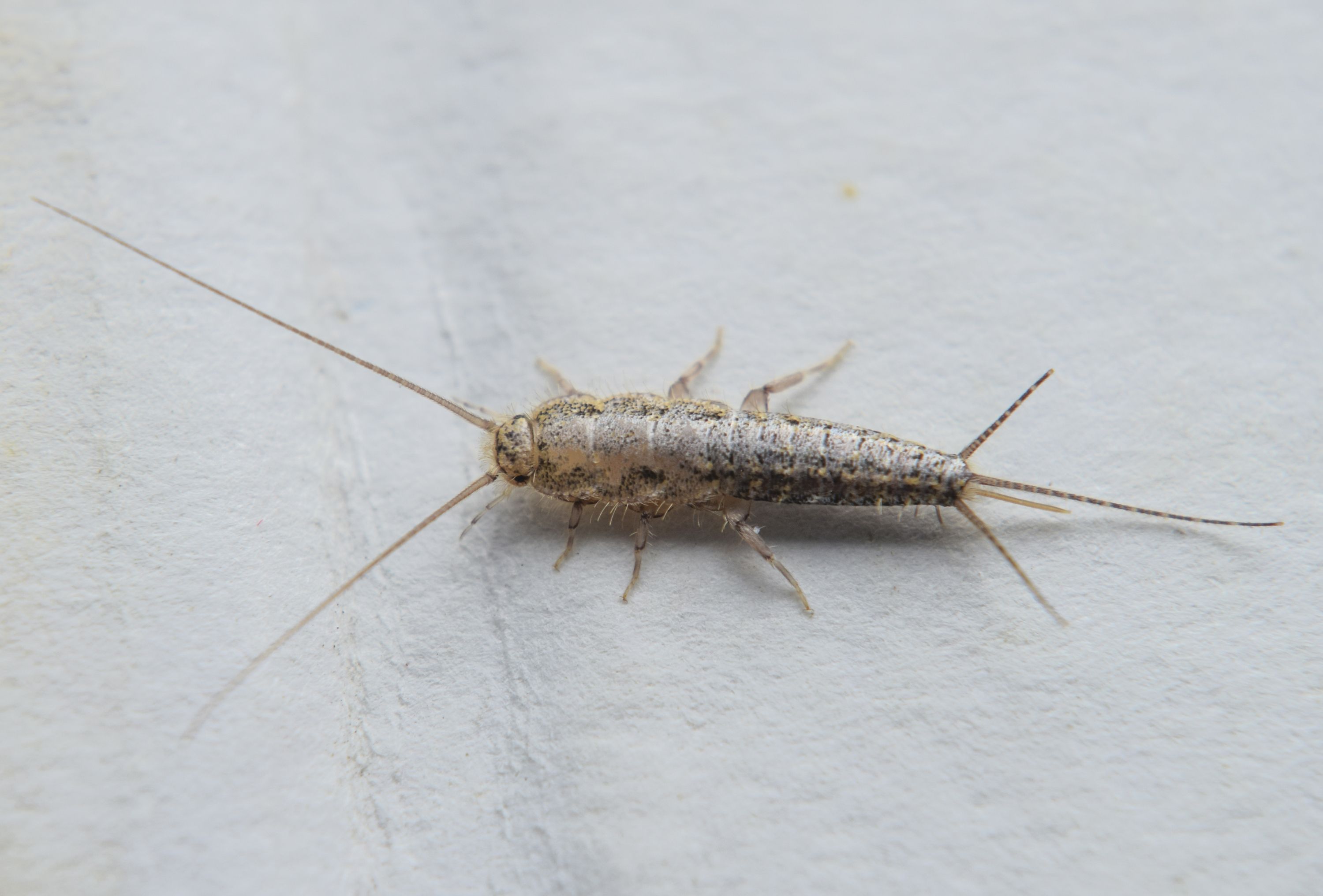 5 Ways To Get Rid Of Silverfish Bugs How To Stop A