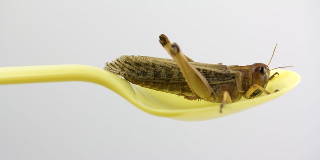 insect in a yellow plastic spoon ready to eat