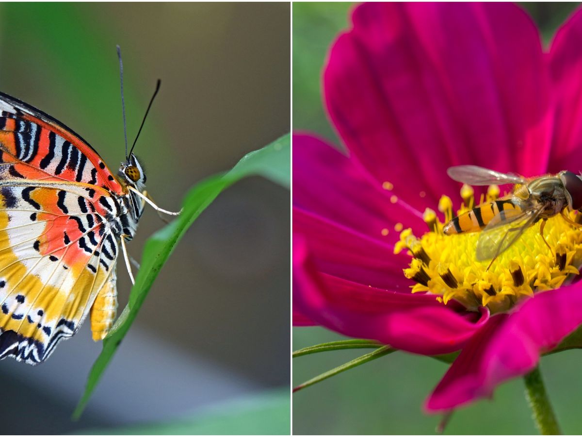 7 Insects Beneficial To Your Garden
