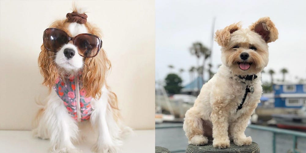 what is the most famous dog on instagram