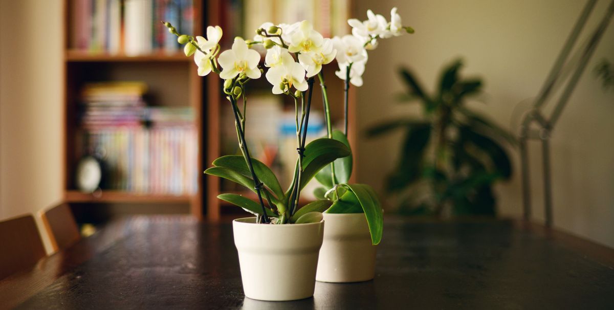 Miniature flowering plants indoor