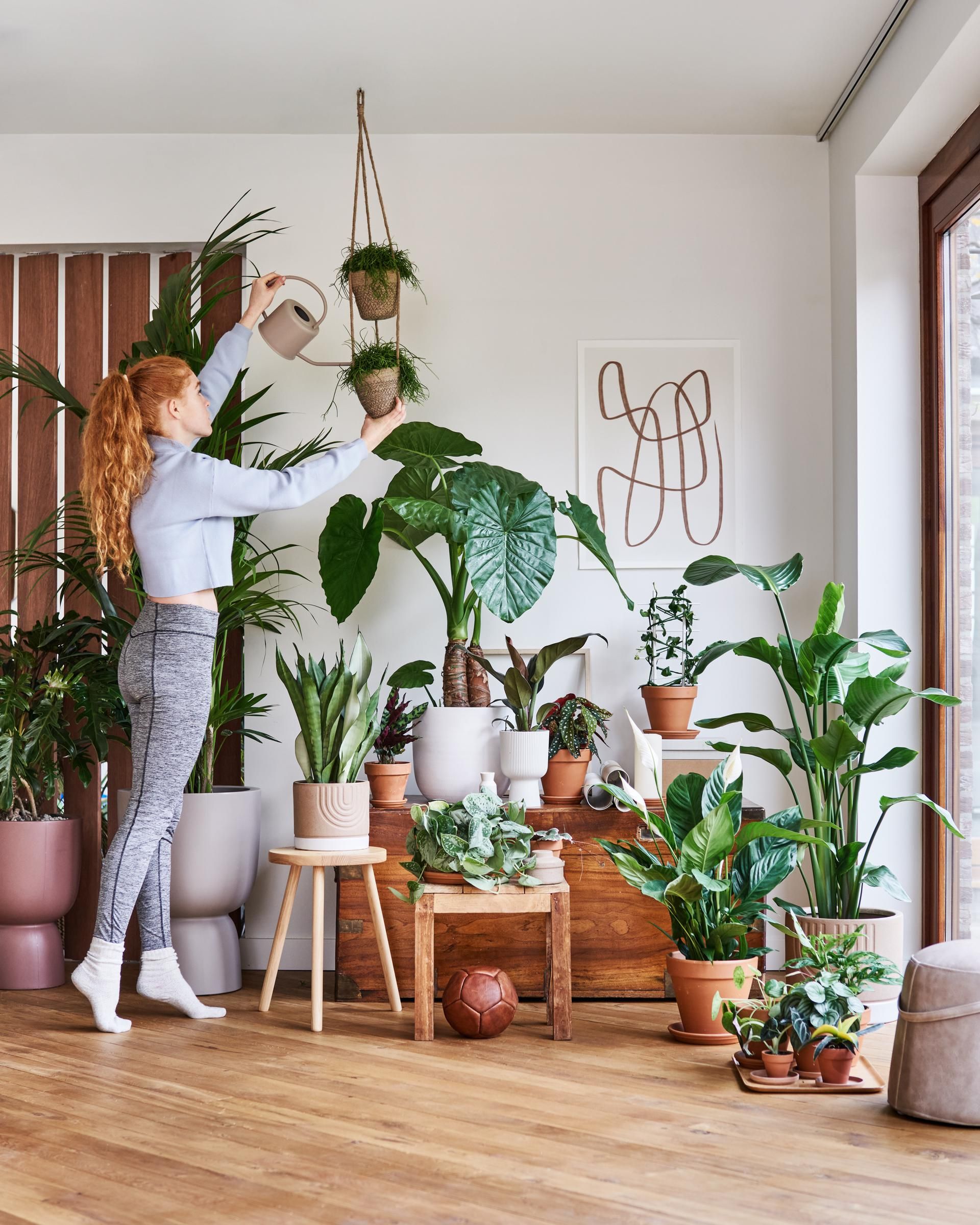 Moeras versieren extreem 20 makkelijke kamerplanten - deze sterke planten wil je hebben