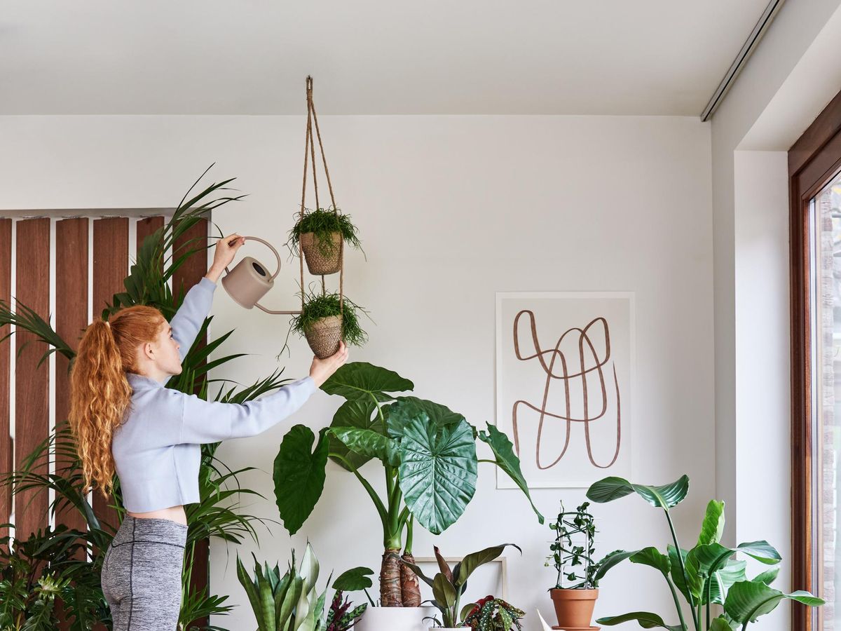 Diakritisch Kauwgom vaak 20 makkelijke kamerplanten - deze sterke planten wil je hebben