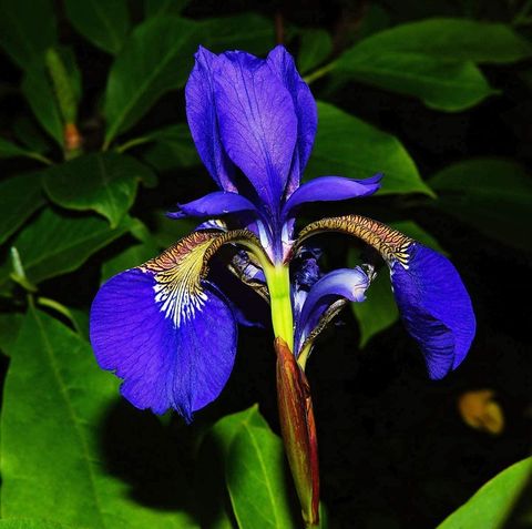blue flowers american iris
