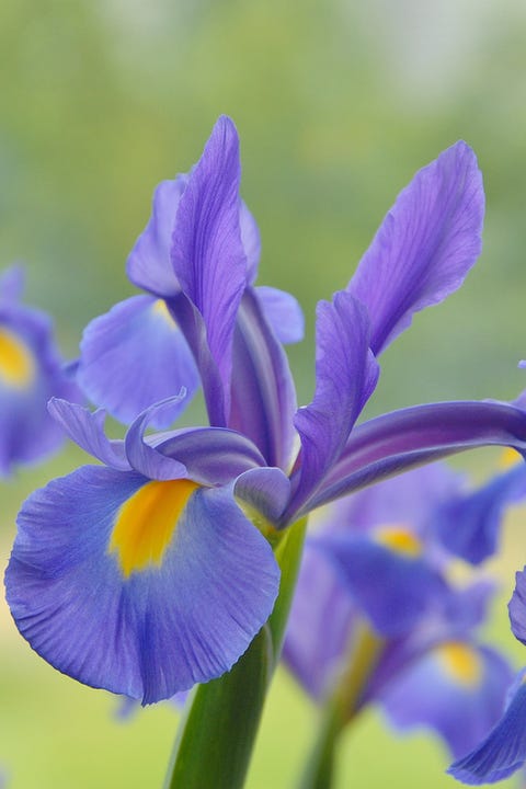 Fleurs qui fleurissent en juillet