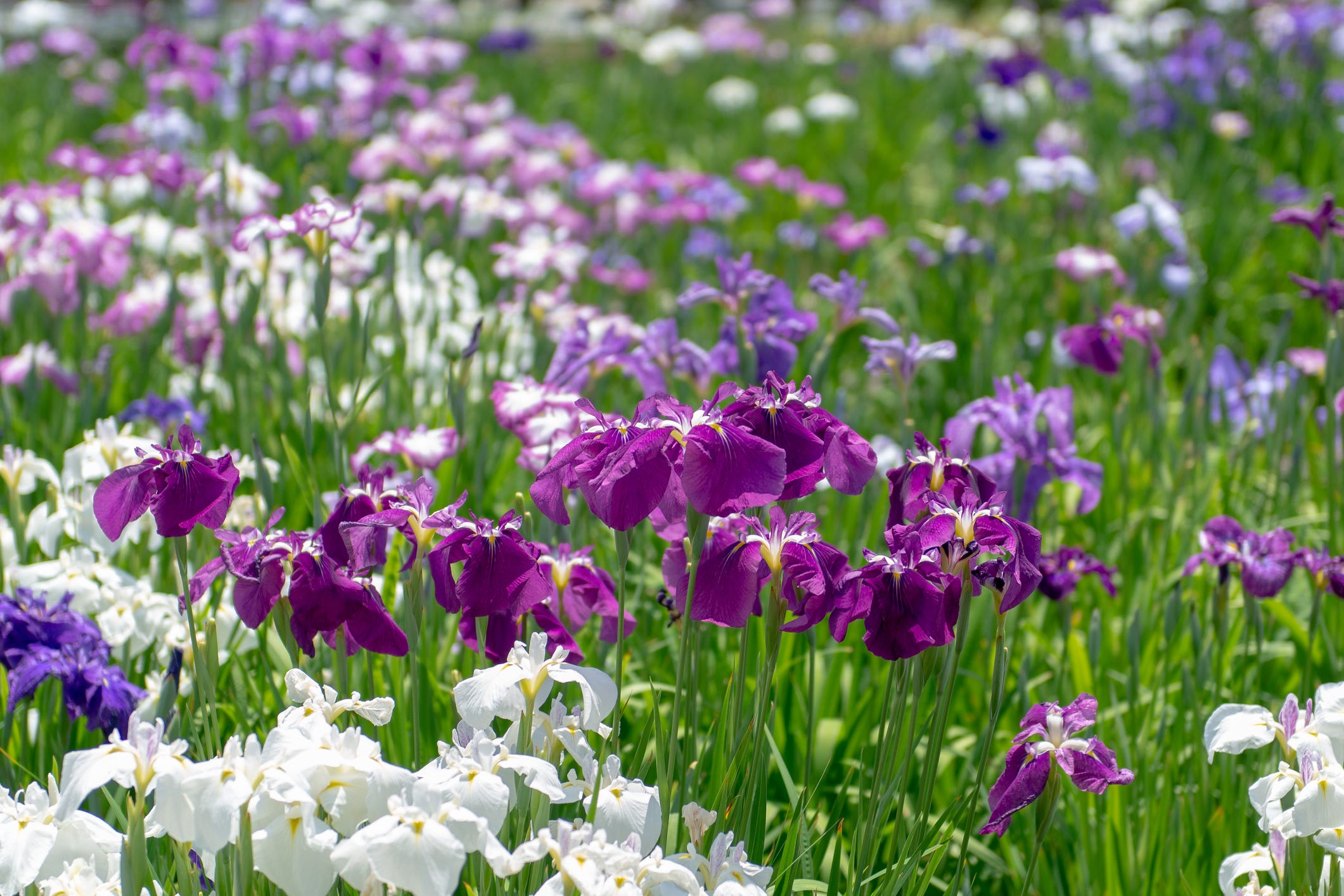 How to Care for Irises Like an Expert