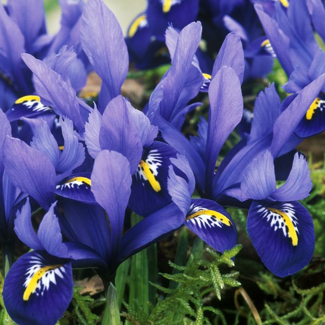 Iris Harmony (reticulata)