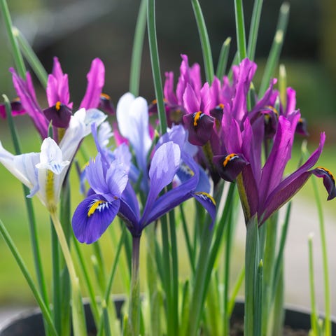 mixed varieties of these tiny gems flowering in a pot an english garden