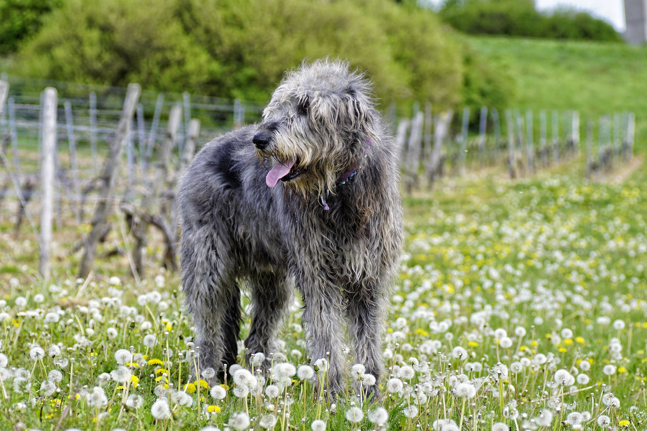 are irish wolfhound hypoallergenic