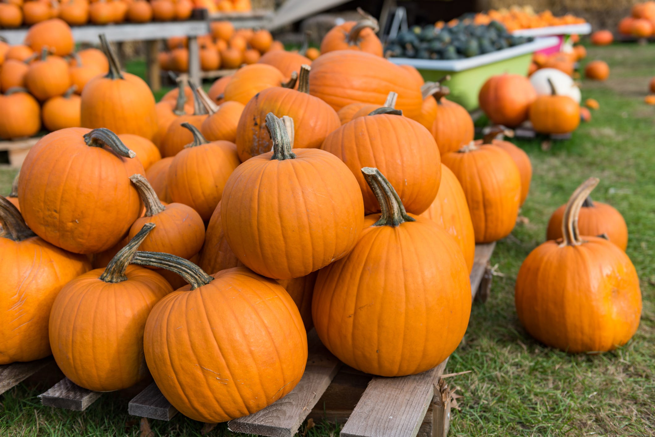 It Might Sound Crazy, But Pumpkin Is a Fruit