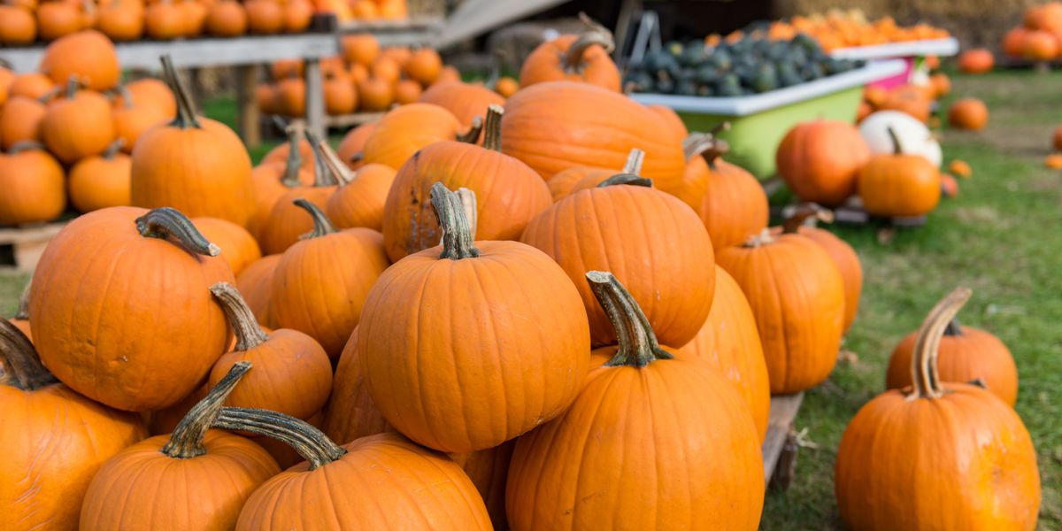 is-pumpkin-a-fruit-are-pumpkins-fruits-or-vegetables