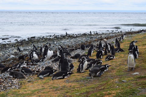Isla Magdalena Chile