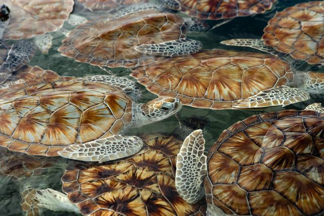 green sea turtle chelonia mydas hatchlings at boatwains bay, cayman island turtle farm, grand cayman island