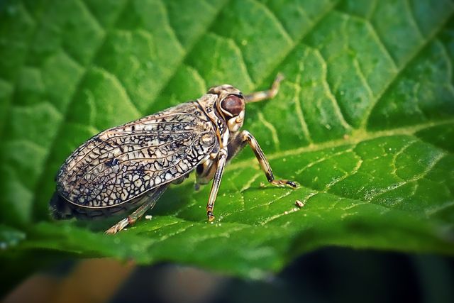 issus coleoptratus planthopper insect