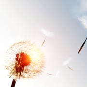 Dandelion blowing seeds in the sky dandelion blowing seeds in the sky