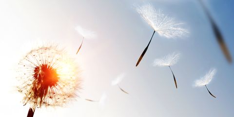 dandelion blowing seeds in the sky