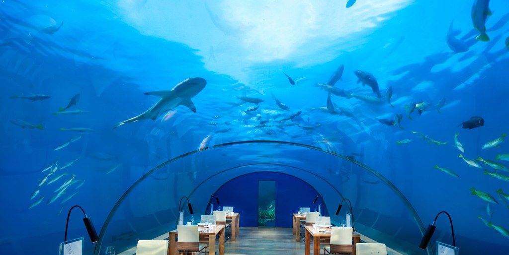 The Best Underwater Restaurants for Shark Viewing - Where To Dine to
