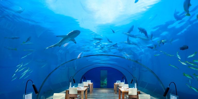 The Best Underwater Restaurants for Shark Viewing Where