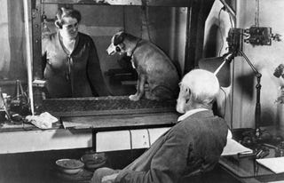 Ivan p, pavlov watching an experiment with a dog, summer 1934.