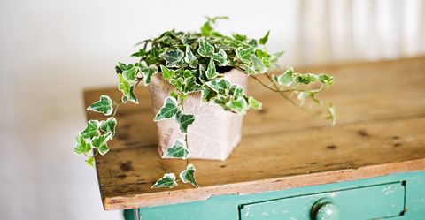 Ivy growing out of plant pot on wooden table