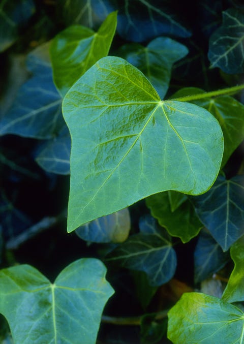 Ivy (Hedera helix) 'Glymii'
