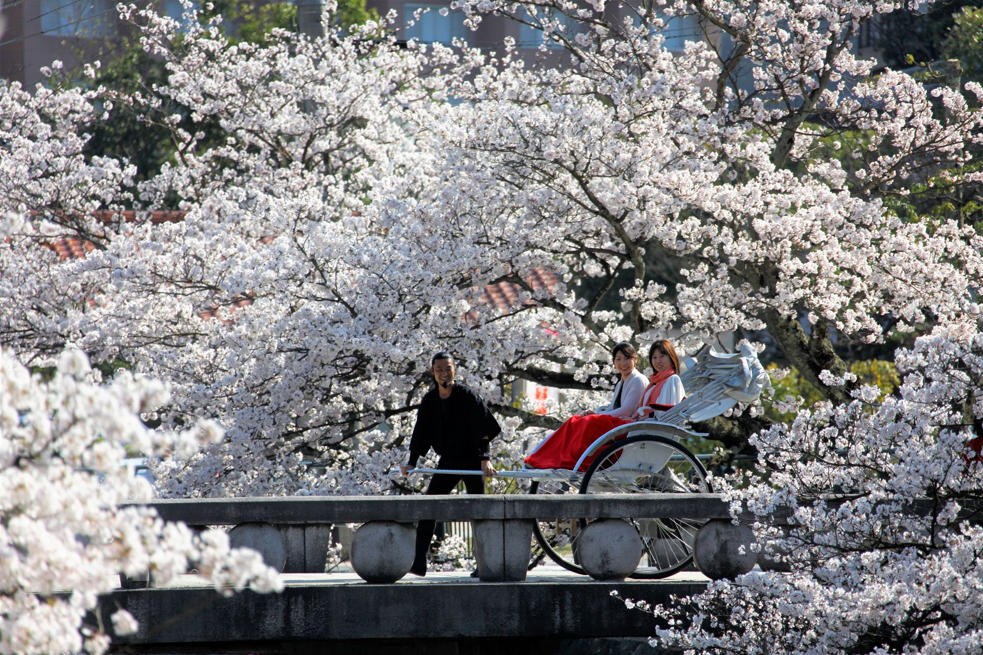 桜の季節に合わせて全国の界で始まる 乙な花見旅