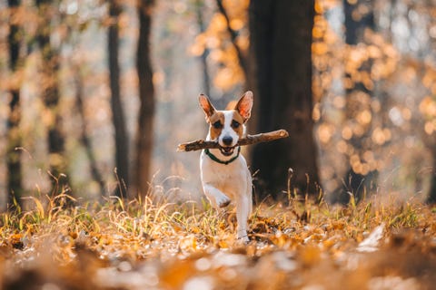 parson jack russell terrier lopen in de richting van de camera