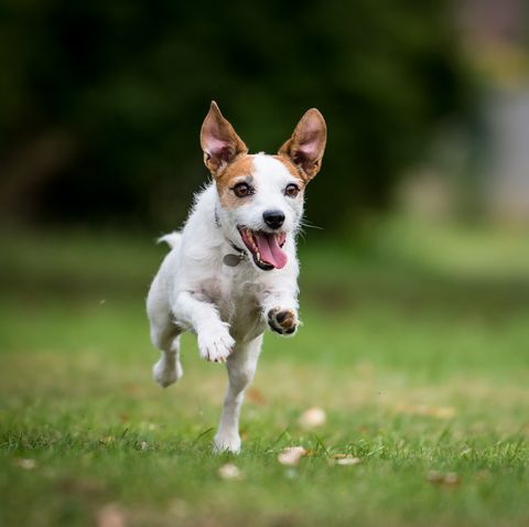 a jack russell running in a park