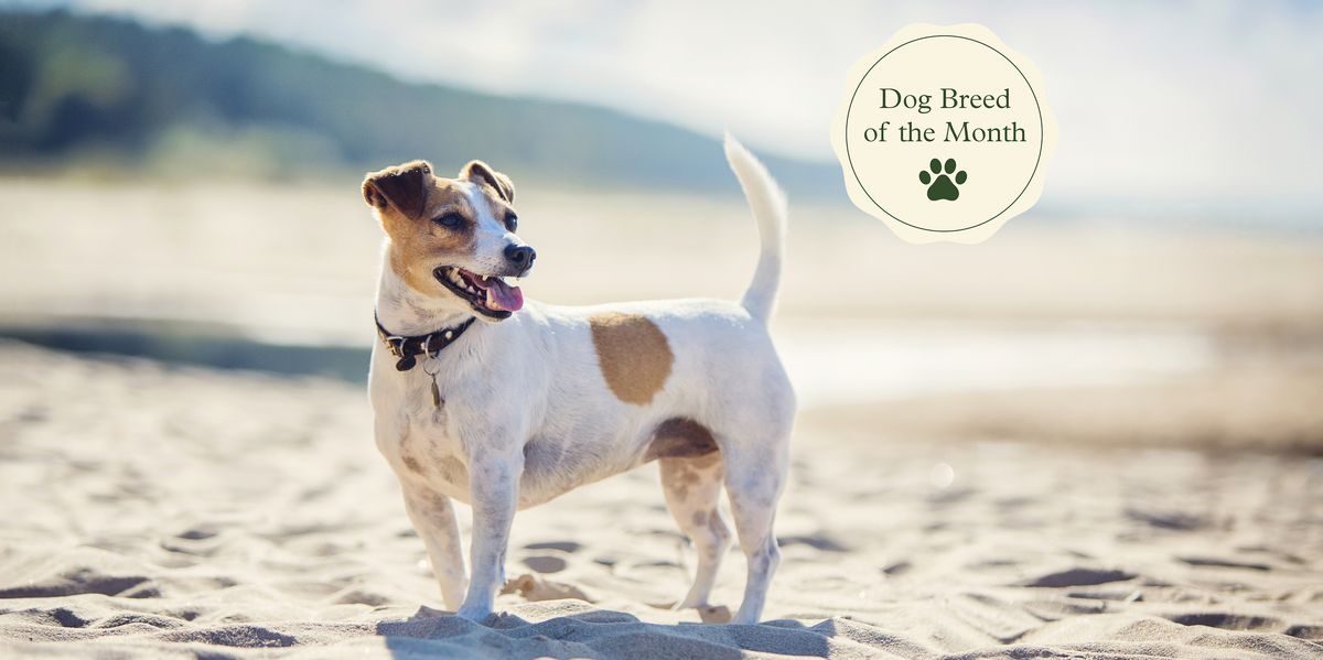 Jack Russell Terriers: Temperament, Lifespan, Character