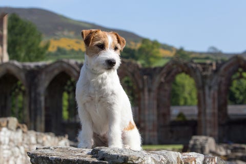 jack russell terrier