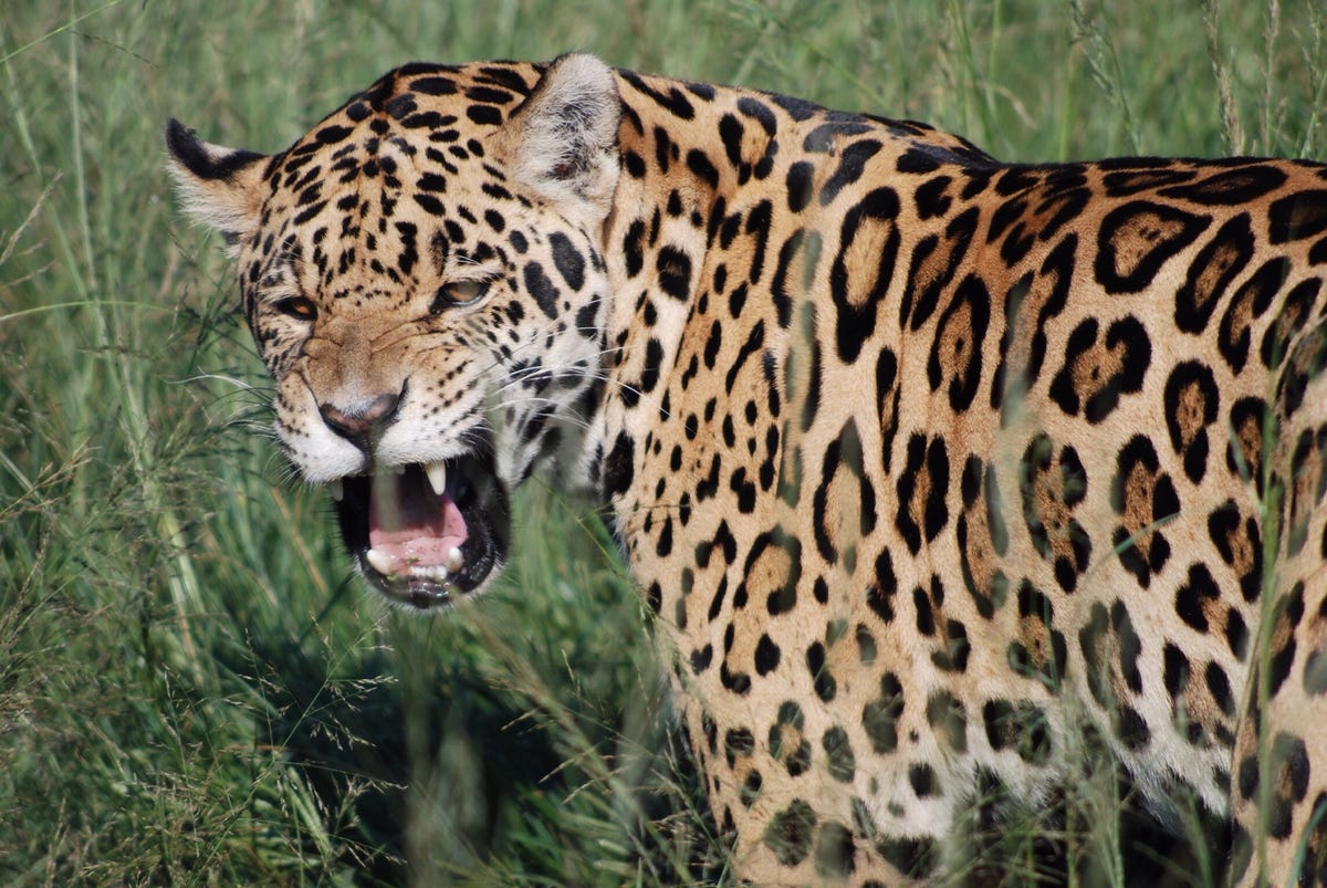 Jaguar Facts | Jaguars vs. Leopards