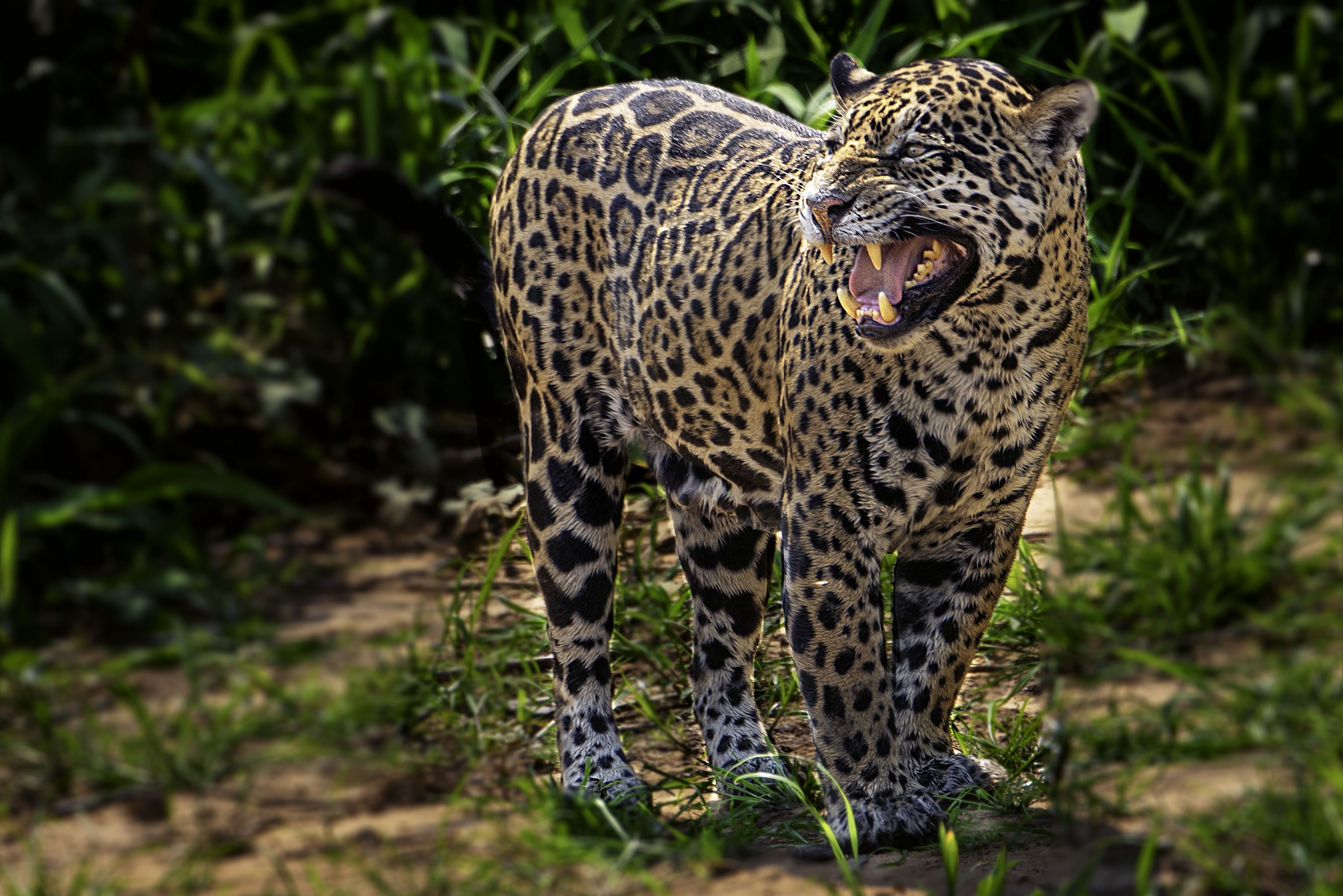 Pictures Of Leopards And Jaguars - Taliah Boyer