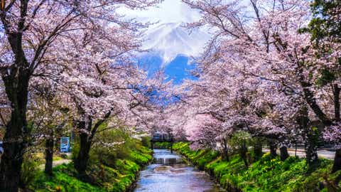 Best Cherry Blossom Cities In The World—Where to See Cherry Blossoms