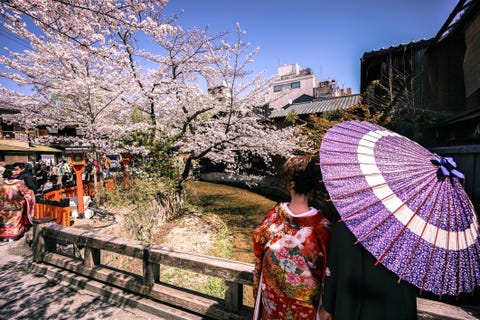 Japanese Couple Wearing Kimono Enjoying Cherry Blossoms in Gion Kyoto Japan Japanese Couple Wearing Kimono Enjoying Cherry Blossoms in Gion Kyoto Japan