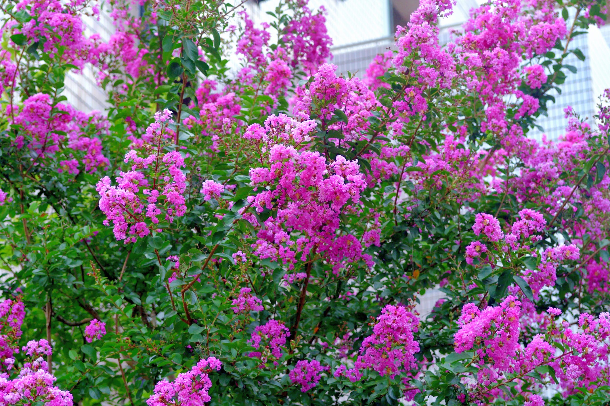 Avoid Big Water Bills with These 20 Drought-Tolerant Shrubs